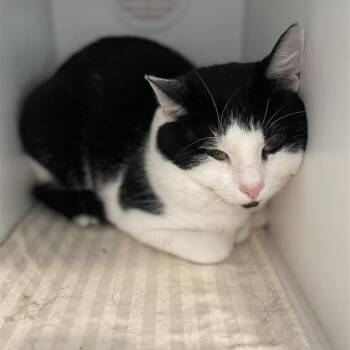 Rescue Domestic Short Hair Cats for Adoption in South Burlington, Vermont - Panda | PetCurious