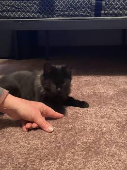 Rescue Domestic Long Hair Cats for Adoption in Oroville, Washington - Kitty | PetCurious