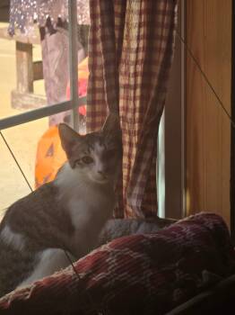 Rescue Domestic Short Hair Cats for Adoption in French Village, Missouri - Donnie | PetCurious