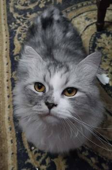 Persian Cats Available for Adoption - Mimo | PetCurious