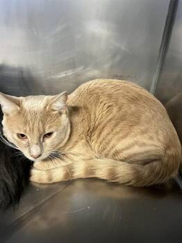 Cracker A061366 -  Domestic Short Hair Cat for Adoption in San Andreas, California - Cracker A061366 | PetCurious