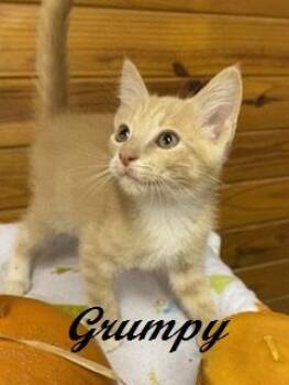 Grumpy -  Tabby Cat for Adoption in Southern Pines, North Carolina - Grumpy | PetCurious