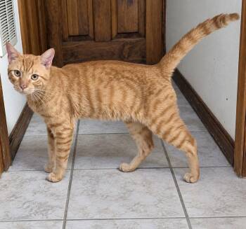 Caruso 2 years AVA 10/8 -  Domestic Short Hair Cat for Adoption in Sterling, Massachusetts - Caruso 2 Years AVA 10/8 | PetCurious