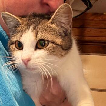 Domestic Short Hair Cats Available for Adoption in Granby, Missouri - Miner ENA-A-1581 6.0# | PetCurious