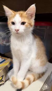 Hops -  Domestic Short Hair Cat for Adoption in Verona, Wisconsin - Hops | PetCurious