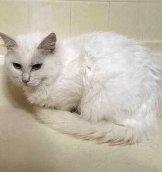 OLAF -  Domestic Medium Hair Cat for Adoption in Pegram, Tennessee - OLAF | PetCurious