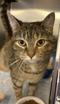 Miss Othmar -  Domestic Short Hair Cat for Adoption in West Chester, Pennsylvania - Miss Othmar | PetCurious