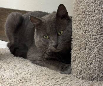 Haven -  American Shorthair Cat for Adoption in Medford, Massachusetts - Haven | PetCurious