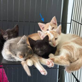 Rescue Domestic Short Hair Cats for Adoption - Chase | PetCurious