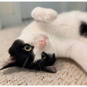 Oreo, adopt with Maci -  Domestic Short Hair Cat for Adoption in Hudson, Massachusetts - Oreo, Adopt With Maci | PetCurious