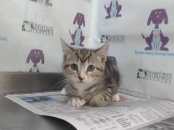 A600436 -  Domestic Short Hair Cat for Adoption in Orlando, Florida - A600436 | PetCurious
