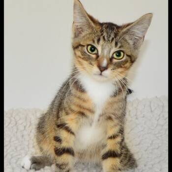 Iris -  Tabby Cat for Adoption in San Andreas, California - Iris | PetCurious