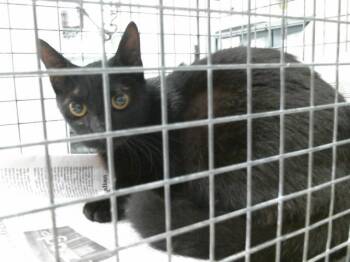 Domestic Short Hair Cats Available for Adoption in Houston, Texas - A2071785 | PetCurious