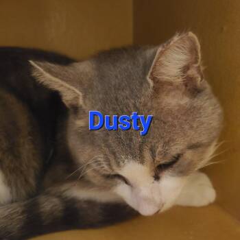 Domestic Short Hair Cats Available for Adoption - Dusty | PetCurious