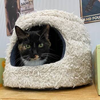 Laura -  Domestic Short Hair Cat for Adoption in Goshen, Indiana - Laura | PetCurious