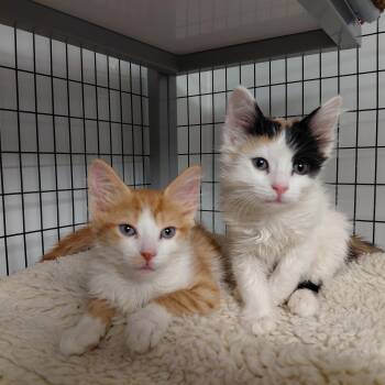 Looney Kittens -  Domestic Medium Hair and Domestic Short Hair Cat for Adoption in Littleton, New Hampshire - Looney Kittens | PetCurious