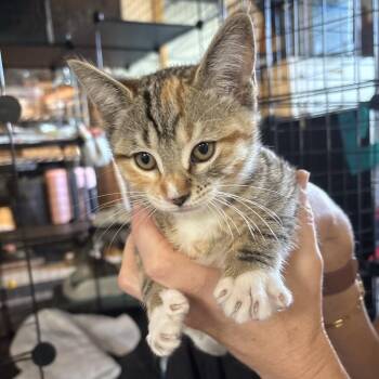 Swan -  Domestic Short Hair Cat for Adoption in Westminster, California - Swan | PetCurious