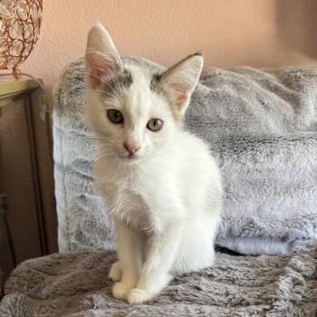 Queen Bee -  Domestic Short Hair Cat for Adoption in Los Angeles, California - Queen Bee | PetCurious