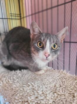 Blossom -  Domestic Short Hair Cat for Adoption in Hudson, New York - Blossom | PetCurious