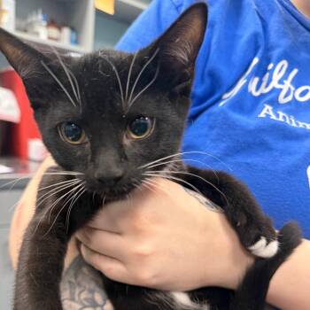 Mittens -  Domestic Short Hair Cat for Adoption in Greensboro, North Carolina - Mittens | PetCurious