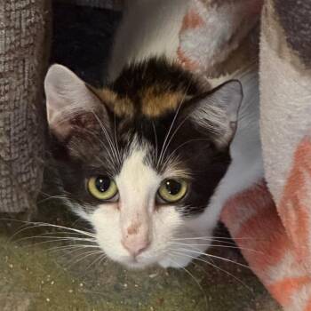 Poppy -  American Shorthair Cat for Adoption in Mount Vernon, Arkansas - Poppy | PetCurious