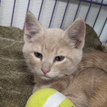 Ginger Spice -  Domestic Short Hair Cat for Adoption in Priest River, Idaho - Ginger Spice | PetCurious