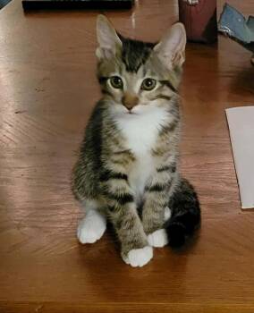 Cornpops -  Domestic Short Hair Cat for Adoption in Tucson, Arizona - Cornpops | PetCurious