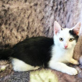Orca -  Domestic Short Hair Cat for Adoption in Mt. Juliet, Tennessee - Orca | PetCurious