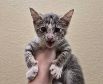 FABLE -  Domestic Short Hair Cat for Adoption in Fort Myers, Florida - FABLE | PetCurious