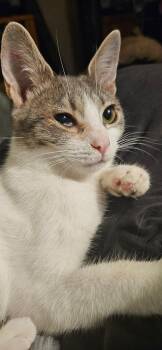 Rescue Domestic Short Hair Cats for Adoption in Kirklin, Indiana - Pepper | PetCurious