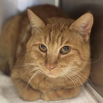 Jack O -  Domestic Short Hair Cat for Adoption in Bullhead City, Arizona - Jack O | PetCurious