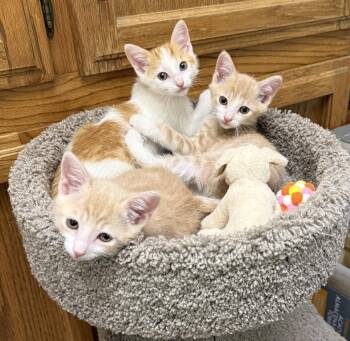 Archie ( JJ) Napa -  Domestic Short Hair Cat for Adoption in Vallejo, California - Archie ( JJ) Napa | PetCurious