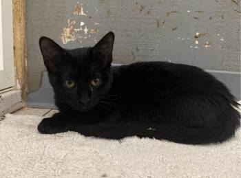 Phantom -  Domestic Short Hair Cat for Adoption in Lemoore, California - Phantom | PetCurious