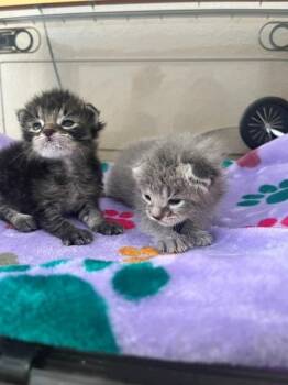 SOOP -  Domestic Short Hair Cat for Adoption in Tustin, California - SOOP | PetCurious