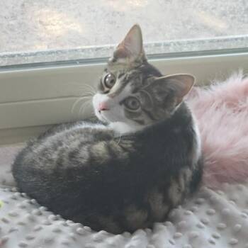 Kotter -  Tabby Cat for Adoption in Allen, Texas - Kotter | PetCurious