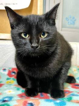 Rescue Domestic Short Hair Cats for Adoption in Moundsville, West Virginia - Storm | PetCurious