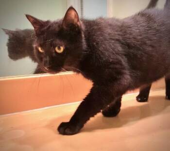 Rescue Domestic Short Hair Cats for Adoption in Ridgeside, Tennessee - Onyx | PetCurious