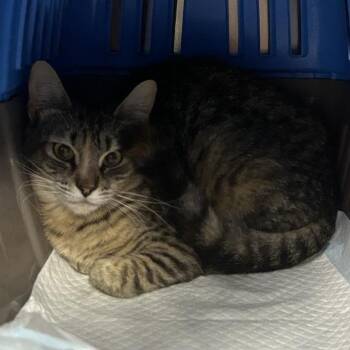 Verity -  Domestic Short Hair Cat for Adoption in Salt Lake City, Utah - Verity | PetCurious