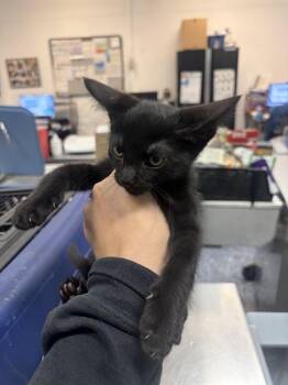 A1939285 -  Domestic Short Hair Cat for Adoption in Thousand Palms, California - A1939285 | PetCurious
