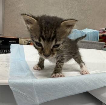 BOWSER -  Domestic Short Hair Cat for Adoption in Baytown, Texas - BOWSER | PetCurious