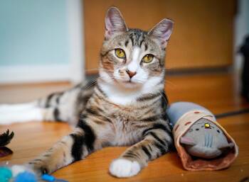 Rescue Tabby Cats for Adoption - Tripp (FeLV+) | PetCurious