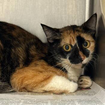 Majesty -  Domestic Short Hair Cat for Adoption in Edinburg, Texas - Majesty | PetCurious