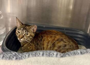 Lorda -  Domestic Short Hair Cat for Adoption in Augusta, Georgia - Lorda | PetCurious