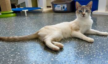 Saba -  Domestic Short Hair Cat for Adoption in Thousand Oaks, California - Saba | PetCurious