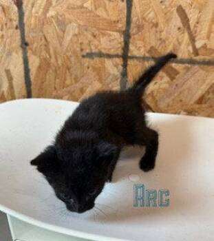Domestic Short Hair Cats Available for Adoption in Pleasanton, Texas - Arc | PetCurious