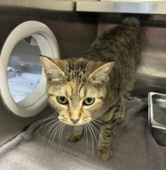 Dolly Purrton -  Domestic Short Hair Cat for Adoption in Cincinnati, Ohio - Dolly Purrton | PetCurious