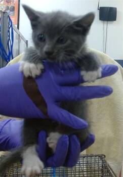 WINSY -  Domestic Short Hair Cat for Adoption in Doral, Florida - WINSY | PetCurious