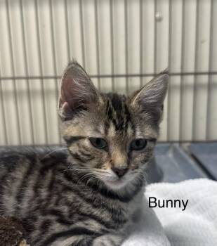 Bunny -  Domestic Short Hair Cat for Adoption in Ulster, Pennsylvania - Bunny | PetCurious