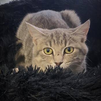 Domestic Short Hair Cats Available for Adoption in Huntsville, Alabama - Finley | PetCurious