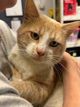 Letterkenny -  Domestic Short Hair Cat for Adoption in Martinsville, Indiana - Letterkenny | PetCurious